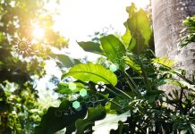 Biology laboratory nature and science, DNA. Plants with biochemistry structure on summer jungle background.
