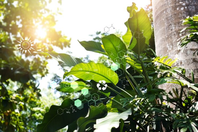 Biology laboratory nature and science, DNA. Plants with biochemistry structure on summer jungle background.