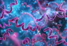 Syphilis bacterium Treponema pallidum, corkscrew-shaped.