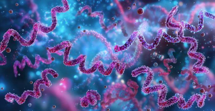 Syphilis bacterium Treponema pallidum, corkscrew-shaped. Syphilis bacterium Treponema pallidum, corkscrew-shaped.