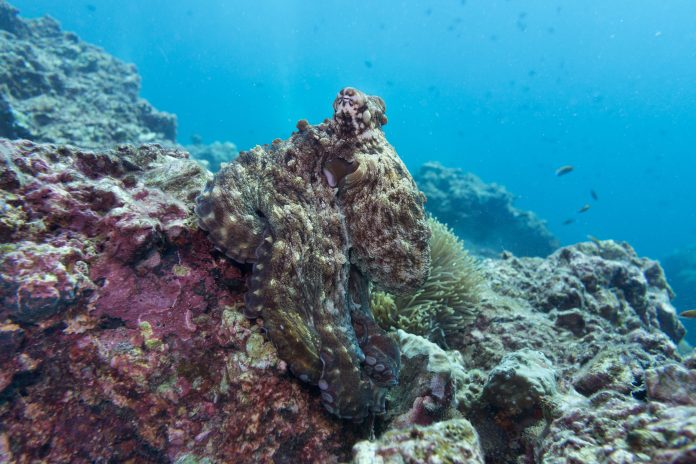 Underwater image of Reef Octopus (Octapus cyanea) camouflaged on coral reef A common Reef Octopus (Octapus cyanea) is waiting in the shallow coral reef at Ko Haa Archipelago, Andaman Sea, Krabi, Thailand. Experts at camouflage they have the ability to change colour to blend in with their surroundings to avoid predation, as seen here. This makes them extremely difficult to find and photograph.