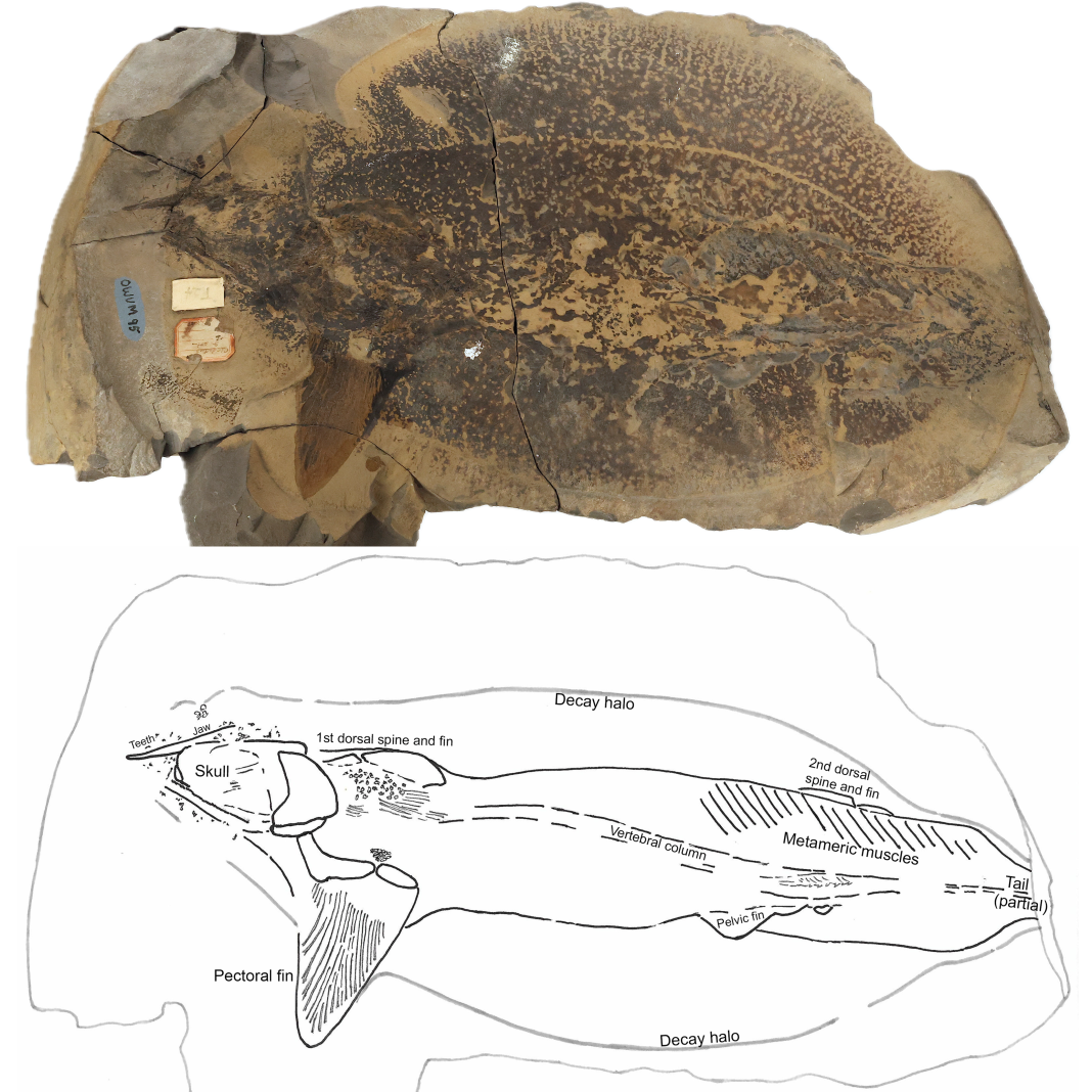 Figure 1. Cladoselache fyleri, a chondrichthyan fossil preserved at an early stage of decay and disarticulation in an iron-carbonate concretion, collected by William Kepler between 1880 and 1886 from the Cleveland Shale Member of the Ohio Shale (Upper Devonian), Cleveland, Ohio, USA (above), and an interpretive sketch of the specimen (below). The cartilaginous bones of the skull, including the jaws, have largely disarticulated, and some of the tiny teeth are scattered nearby. The body was twisted just behind the pectoral fin, so the fossil appears in left-lateral view at the front, and in oblique-ventral view through most of the trunk and tail regions. A distinct rounded line surrounding the fish represents the margin of the microbial biofilm, or “decay halo,” that was responsible for early decay and also forming the concretion and preserving the fish remains. The fossil is 50 cm in length. This previously undescribed specimen was one of many surprises in the 19th-century geological collection of Ohio Wesleyan University, Delaware, Ohio.
