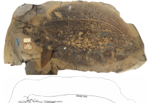 Figure 1. Cladoselache fyleri, a chondrichthyan fossil preserved at an early stage of decay and disarticulation in an iron-carbonate concretion, collected by William Kepler between 1880 and 1886 from the Cleveland Shale Member of the Ohio Shale (Upper Devonian), Cleveland, Ohio, USA (above), and an interpretive sketch of the specimen (below). The cartilaginous bones of the skull, including the jaws, have largely disarticulated, and some of the tiny teeth are scattered nearby. The body was twisted just behind the pectoral fin, so the fossil appears in left-lateral view at the front, and in oblique-ventral view through most of the trunk and tail regions. A distinct rounded line surrounding the fish represents the margin of the microbial biofilm, or “decay halo,” that was responsible for early decay and also forming the concretion and preserving the fish remains. The fossil is 50 cm in length. This previously undescribed specimen was one of many surprises in the 19th-century geological collection of Ohio Wesleyan University, Delaware, Ohio.