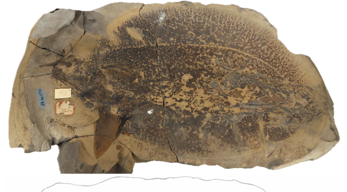 Figure 1. Cladoselache fyleri, a chondrichthyan fossil preserved at an early stage of decay and disarticulation in an iron-carbonate concretion, collected by William Kepler between 1880 and 1886 from the Cleveland Shale Member of the Ohio Shale (Upper Devonian), Cleveland, Ohio, USA (above), and an interpretive sketch of the specimen (below). The cartilaginous bones of the skull, including the jaws, have largely disarticulated, and some of the tiny teeth are scattered nearby. The body was twisted just behind the pectoral fin, so the fossil appears in left-lateral view at the front, and in oblique-ventral view through most of the trunk and tail regions. A distinct rounded line surrounding the fish represents the margin of the microbial biofilm, or “decay halo,” that was responsible for early decay and also forming the concretion and preserving the fish remains. The fossil is 50 cm in length. This previously undescribed specimen was one of many surprises in the 19th-century geological collection of Ohio Wesleyan University, Delaware, Ohio.