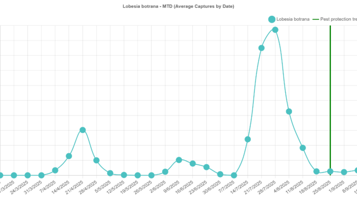 Figure 1. Grapevine population over the season (average of three smart traps) and spraying treatments