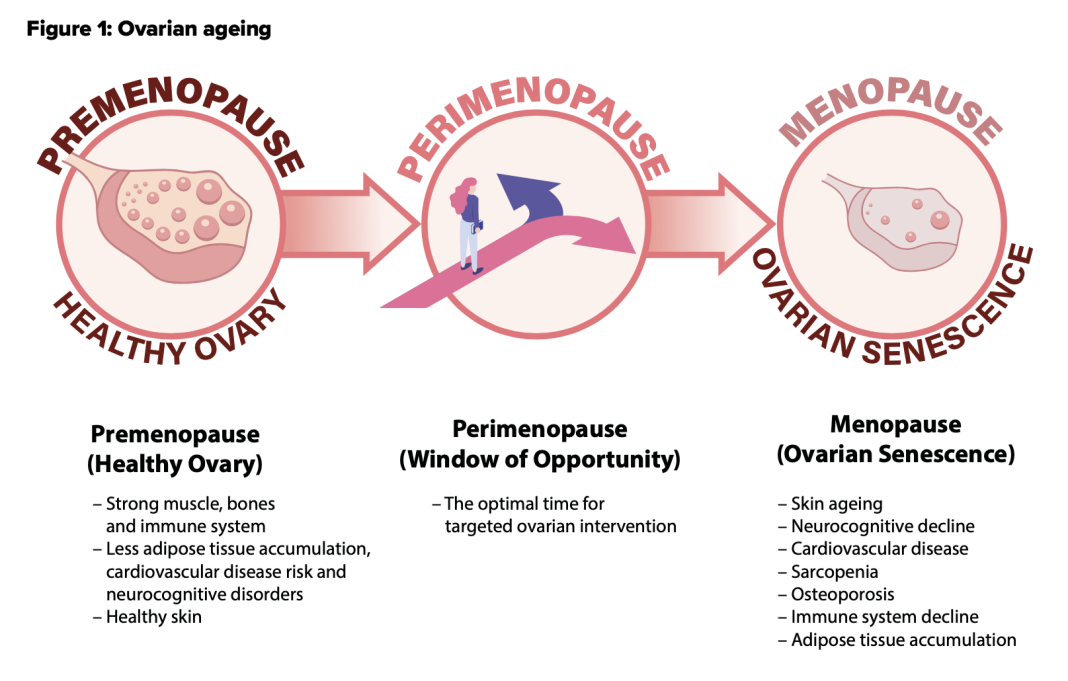 Figure 1: Ovarian ageing