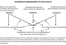Fig. 1: Diagram showing SPIN-FERT approach for an integrated strategy of soil management based on the exploitation of prebiotics (organic fertilisers and non-microbial biostimulants), probiotics (microbial biostimulants) and postbiotics (biostimulants derived from microorganisms) along with agronomical practices. Full lines show the direct effect, dashed lines show the interactions.