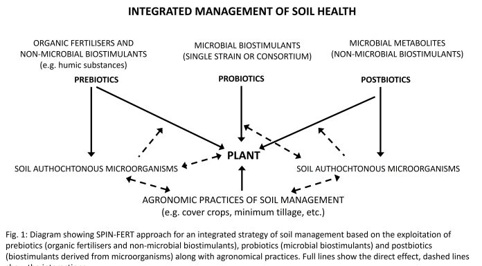 Fig. 1: Diagram showing SPIN-FERT approach for an integrated strategy of soil management based on the exploitation of prebiotics (organic fertilisers and non-microbial biostimulants), probiotics (microbial biostimulants) and postbiotics (biostimulants derived from microorganisms) along with agronomical practices. Full lines show the direct effect, dashed lines show the interactions.