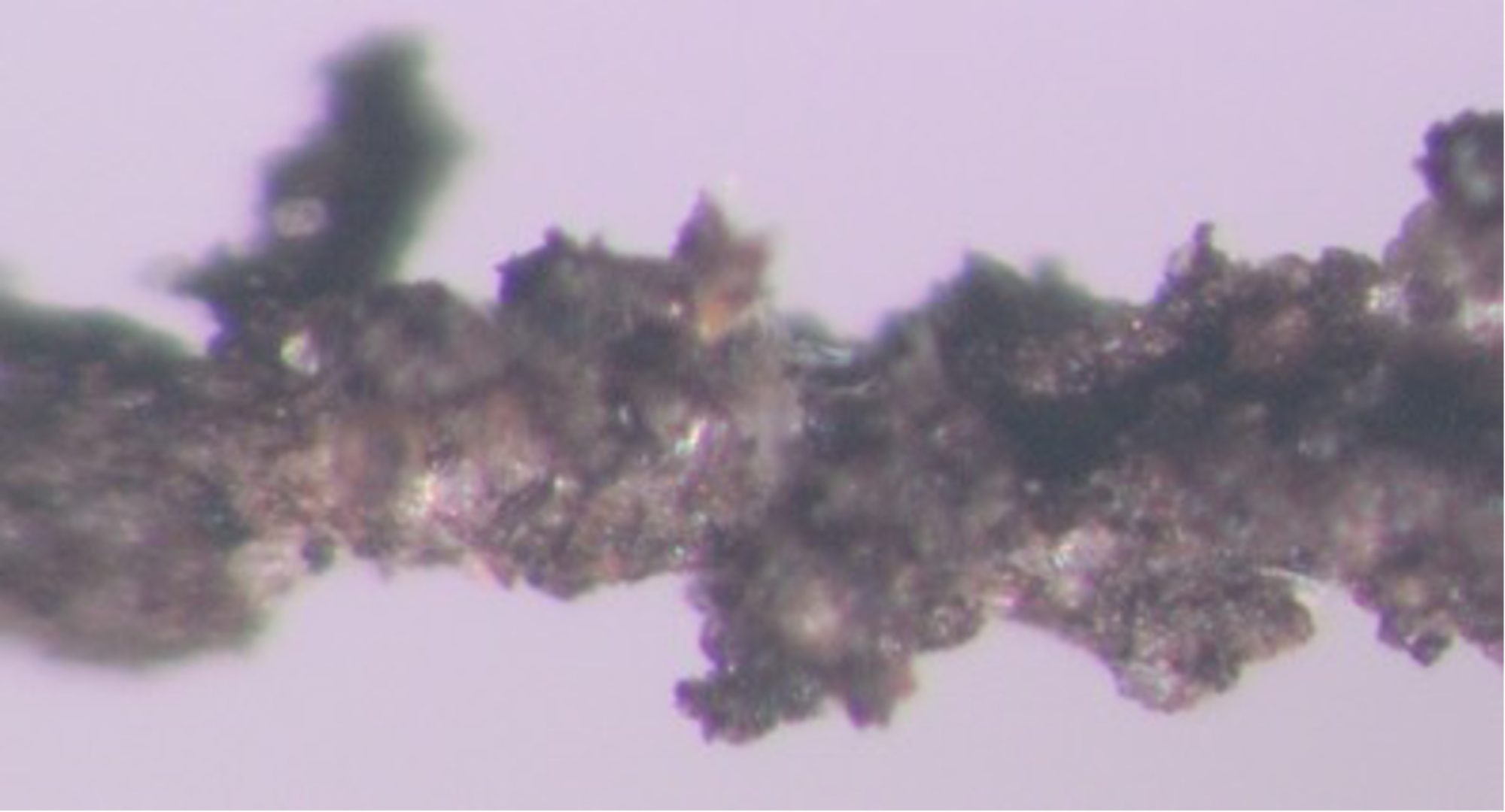 Photo 2. A single grass root with attachedsoil particles highlighting the impact of sticky root exudates in the rhizosphere. Source: Lynette Abbott