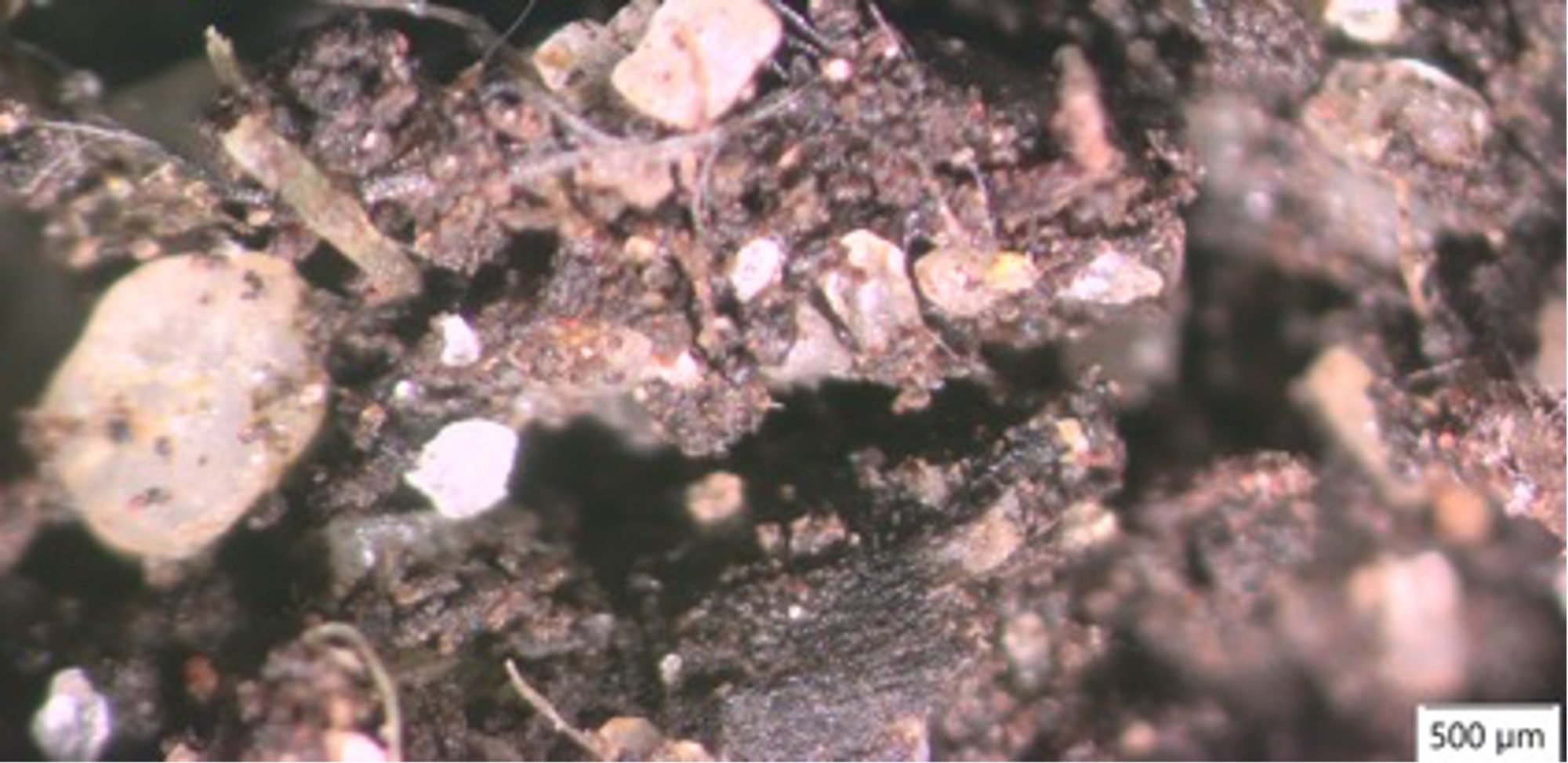 Photo 3. The rhizosphere of a grass root systemwhere fine roots, root hairs and accumulation of soil particles create a dynamic habitat for soil organisms. Source: Lynette Abbott