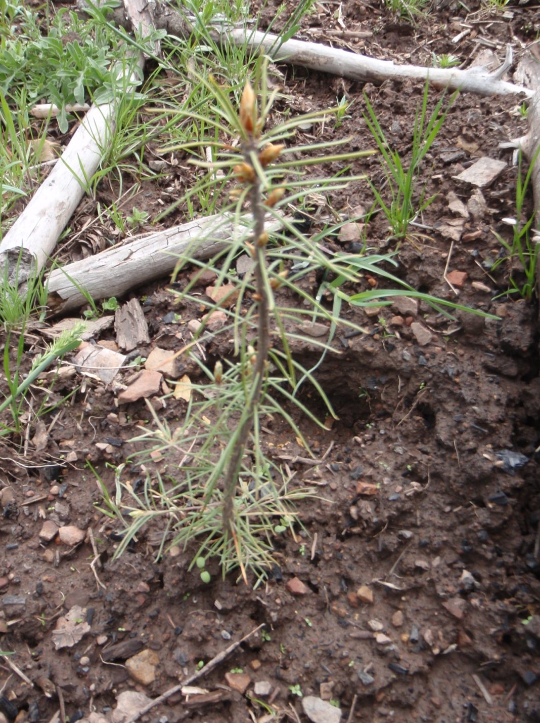 Figure 1: Douglas-fir seedling