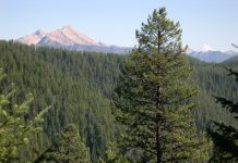 Leveraging machine learning and robust small area estimation methods for stand-level forest inventory