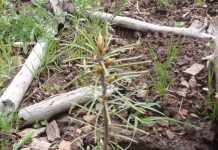Figure 1: Douglas-fir seedling