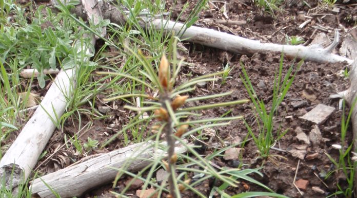 Figure 1: Douglas-fir seedling