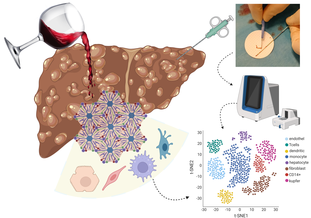 Image: © Created in BioRender. Kimer, N. (2025) https://BioRender.com/ fi22c5v