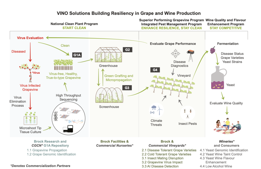 Figure 1. VINO Solutions program overview. Focal areas: National Clean Plant Program, Superior Performing Grapevine Program, Integrated Pest Management Program, and Wine Quality and Flavour Enhancement Program. Each is interrelated and integral to the research continuum, from planting material, to greenhouse, to vineyard, to wine production. Virus evaluation is a central tenet (top left), to establish methods, data bases, and planting materials, setting VINO Solutions and Ontario as a global pioneer in the field. Brock facilities and vetted partner sites will ensure highest quality and research standards. Commercialization partners (CGCN, nurseries, vineyard, and wineries) ensures relevance and immediate uptake of research results.