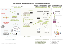 Resiliency strategies to overcome challenges facing the Canadian grape and wine sector Figure 1. VINO Solutions program overview. Focal areas: National Clean Plant Program, Superior Performing Grapevine Program, Integrated Pest Management Program, and Wine Quality and Flavour Enhancement Program. Each is interrelated and integral to the research continuum, from planting material, to greenhouse, to vineyard, to wine production. Virus evaluation is a central tenet (top left), to establish methods, data bases, and planting materials, setting VINO Solutions and Ontario as a global pioneer in the field. Brock facilities and vetted partner sites will ensure highest quality and research standards. Commercialization partners (CGCN, nurseries, vineyard, and wineries) ensures relevance and immediate uptake of research results.