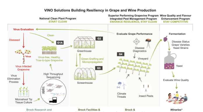 Figure 1. VINO Solutions program overview. Focal areas: National Clean Plant Program, Superior Performing Grapevine Program, Integrated Pest Management Program, and Wine Quality and Flavour Enhancement Program. Each is interrelated and integral to the research continuum, from planting material, to greenhouse, to vineyard, to wine production. Virus evaluation is a central tenet (top left), to establish methods, data bases, and planting materials, setting VINO Solutions and Ontario as a global pioneer in the field. Brock facilities and vetted partner sites will ensure highest quality and research standards. Commercialization partners (CGCN, nurseries, vineyard, and wineries) ensures relevance and immediate uptake of research results.