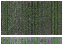 Improved herbicide stewardship with remote sensing and machine learning decision-making tools Fig. 1. Segmentation of high-resolution RGB images in soybean with the original image (top) and the segmented mask overlaid on the original image (bottom). Soybean plants (green) were seeded at five different densities, and the natural weed community has been segmented into grasses (pink), broadleaf weeds (dark orange) and volunteer canola (orange). Volunteer canola is glyphosate-resistant and would require alternate management compared with all other weeds in the image.