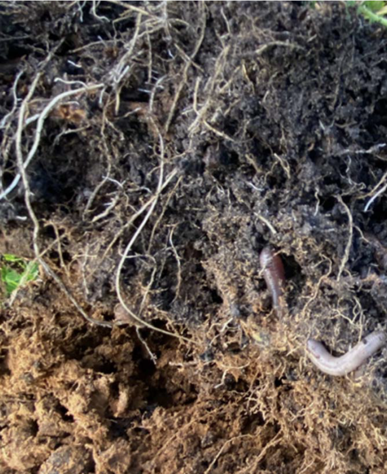 Photo 1. Root systems of mixtures of plant species lead to intermingling of their rhizospheres and associated microbial communities. Source: Lynette Abbott
