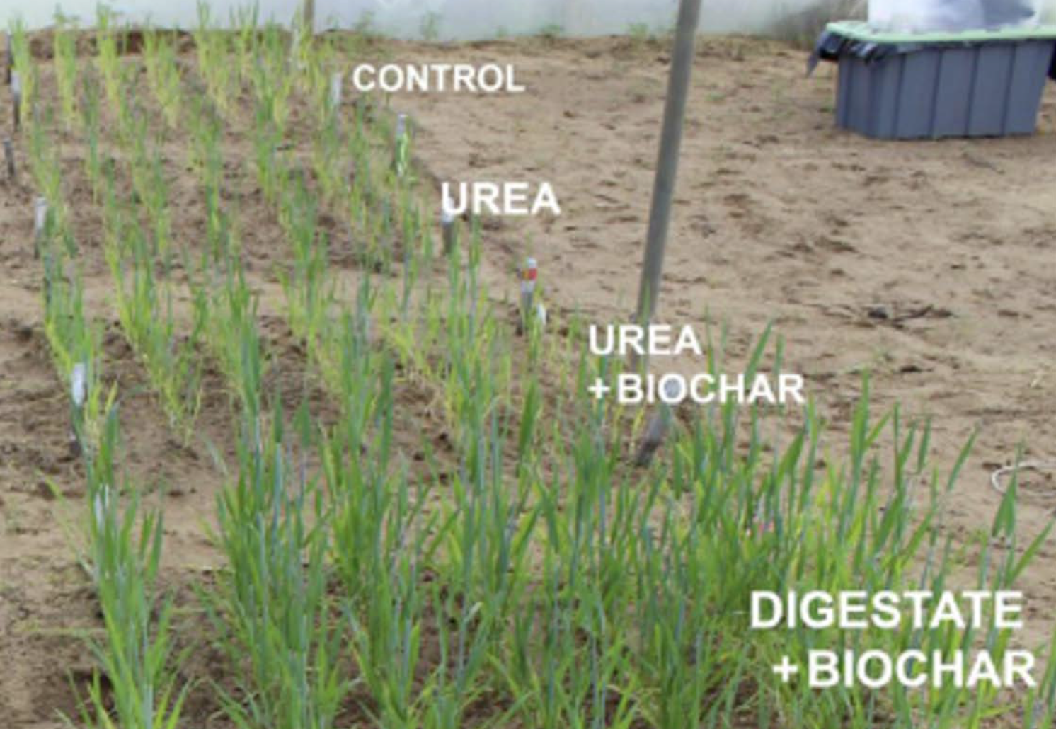 Figure 5. Field trial using wheat to evaluate efficacy of digestate in combination with biochar and urea at The University of Western Australian’s Shenton Park Field Station, Perth, Western Australia (Image: © Bede Mickan)