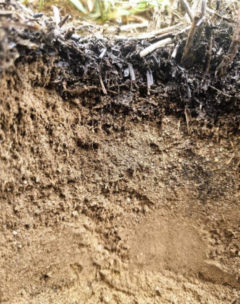 Figure 2. Field soil treated with biochar and digestate (Image: © Hira Shaukati)