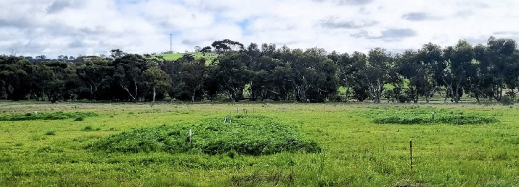 Figure 1. Field trial of soil organic amendments for soil health and productivity at The University of Western Australia Farm Ridgefield, near Pingelly Western Australia. Treatments compared the impacts of compost, biochar and digestate combination on growth of mixed pasture plant species. The trial was established with financial support from the Department of Primary Industry and Regional Development, Western Australia. (Image: © Hira Shaukat)