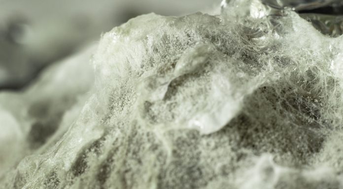 Texture of mold and fungi, microbiology, abstract background. Close-Up