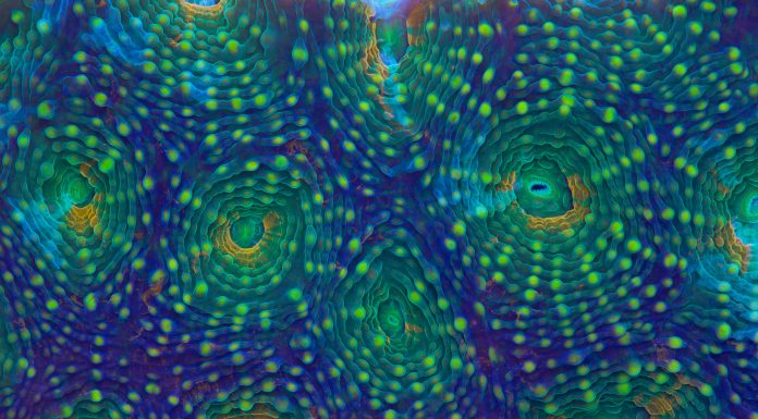 Rainbow acanthastrea showing diversity of colors