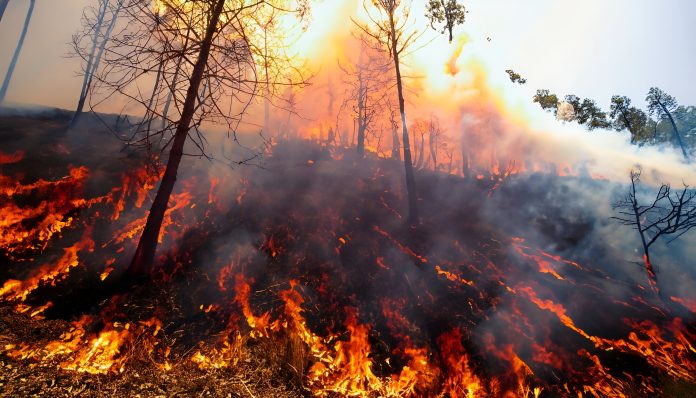 Forest Fire with Yellow Smoke