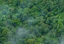 Carbon credit concept village in the lush green rain cloud and foggy cover tropical rain forest mountain during the rainy season.