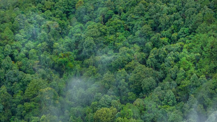 Carbon credit concept village in the lush green rain cloud and foggy cover tropical rain forest mountain during the rainy season.
