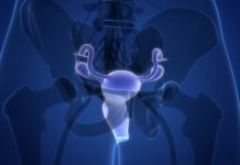 3D Illustration Concept of Female Reproductive System Anatomy