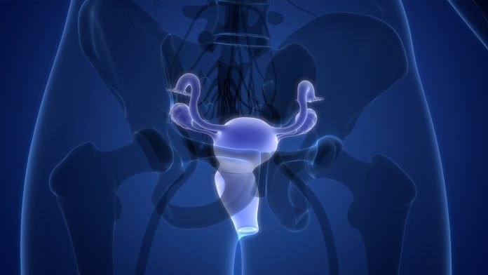 3D Illustration Concept of Female Reproductive System Anatomy