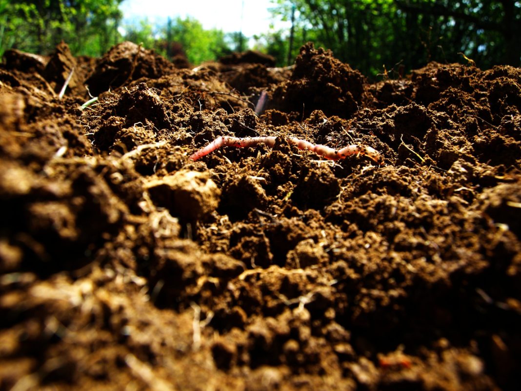 Useful worm comes up from the fresh earth