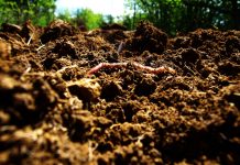 Useful worm comes up from the fresh earth