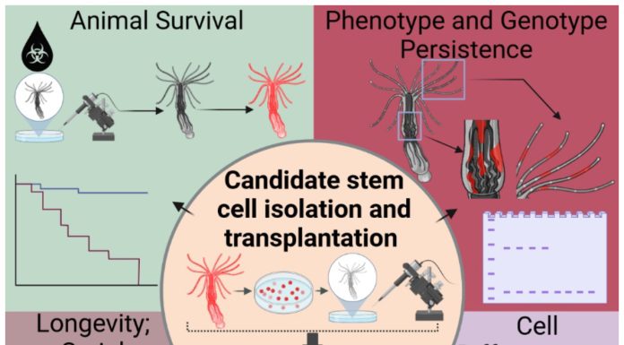 Figure 1: Exploring stem cell properties in the sea anemone Nematostella vectensis. In this study, scientists transplanted cells that glow red under the microscope into an animal that did not have these special cells. The images highlight how, after transplantation, the recipient anemones survived and the red- glowing cells successfully took hold inside them. Over time, these transplanted cells continued to thrive and showed they could become different types of cells, revealing their stem cell abilities (Talice et al., 2024).