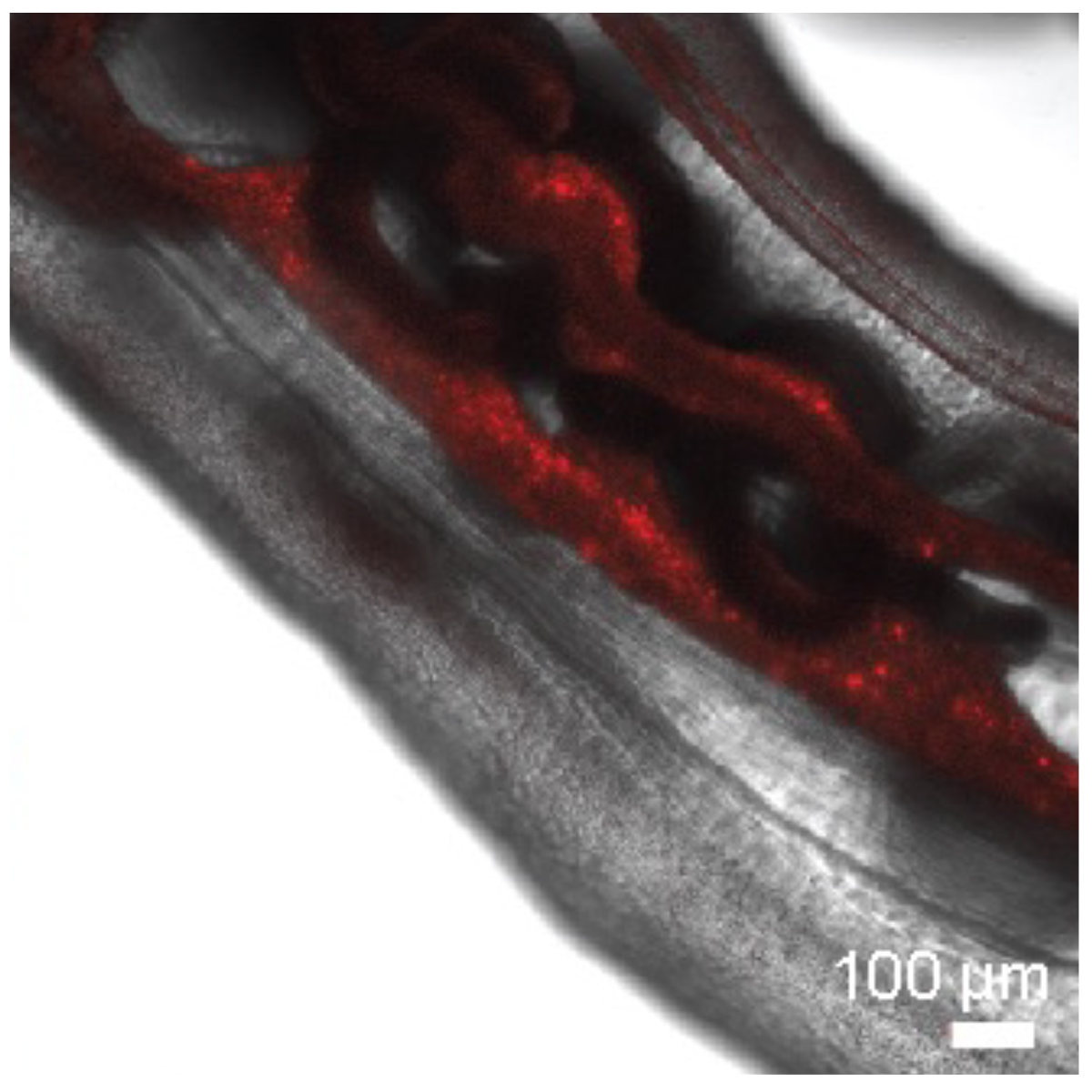 Figure 2: Transplanted cells inside the seaanemone Nematostella vectensis. The glowing red spots reveal where the new cells have settled within the animal’s tissue, thanks to a special fluorescent label. By using this method, researchers can see exactly how transplanted cells behave and integrate, offering important clues for understanding stem cells and regeneration in living organisms (scalebar = 100µm; (Talice et al., 2024).