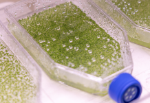 Duckweed (Lemna sp.) growing in a T-flask