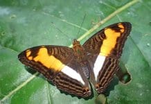 Scientists discover new butterfly genus while mapping the rapid evolution of tropical mimicry A new study demonstrates the first known correlation between latitude and the rate of mimicry evolution in butterflies, consistent with a longstanding theory of biodiversity that can trace its origin to Alfred Russel Wallace, the co-discoverer of evolution by natural selection. Credit © Keith Willmott