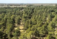 Shrubs cut carbon emissions in China’s largest desert Taklamakan rim with shrublands as it looks today. Image © Le Yu/Tsinghua University