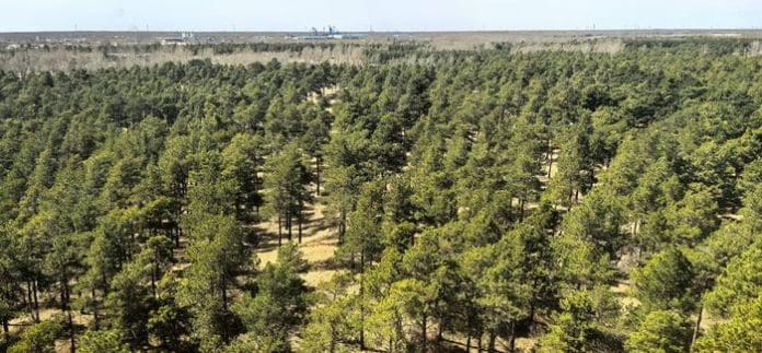 Low-Res_image1_LeYu Taklamakan rim with shrublands as it looks today. Image © Le Yu/Tsinghua University