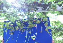 Pic 1: Runners and plantlets on strawberry mother plants.