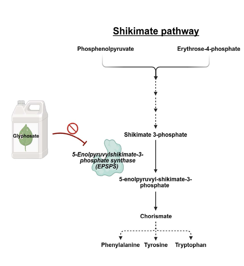 Figure 2: The shikimate pathway. Glyphosate inhibits the enzymatic activity of the 5-endopyruvylshikimate 3-phosphate synthase (EPSPS), which disrupts the production of phenylalanine, tyrosine and tryptophan. These amino acids are required for plant growth and survival.