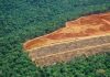 Deforestation in the Amazon - detail of an area