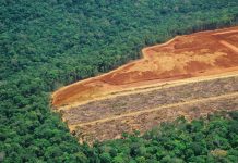 Deforestation in the Amazon - detail of an area