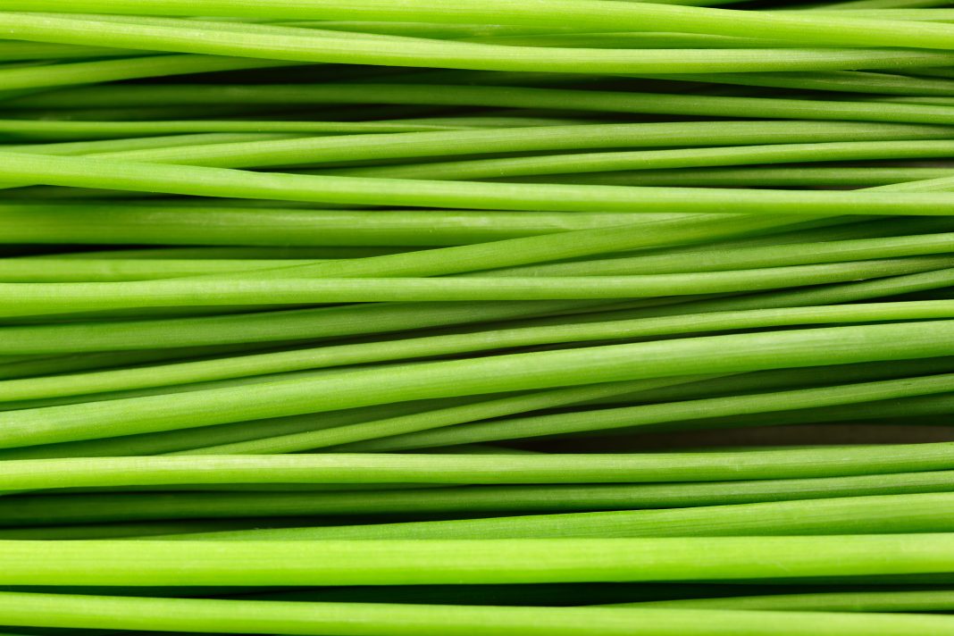 Close-up of a bunch of chives laying down. stock photo