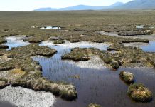 Farming with water to restore peatlands and support rural livelihoods Forsinard Flows in Sutherland, North Scotland