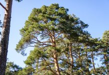 Scots pine in the Valsain Forest, Sierra de Guadarama National Park