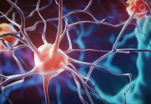 Neurons Brain Cell Nerves Illustration